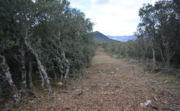 Imagen del cortafuegos denunciado por las asociaciones ecologistas.