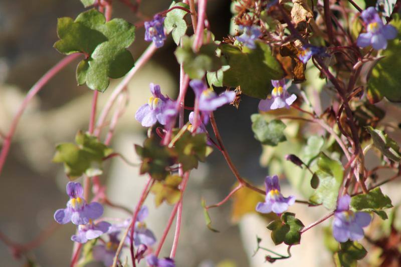 Las flores ya empienzan a adornar el paisaje asturiano con la llegada de la época primaveral.