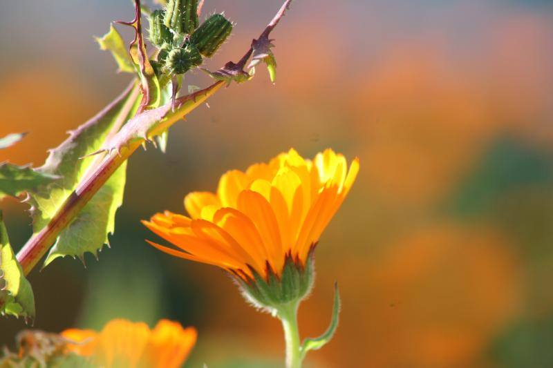 Las flores ya empienzan a adornar el paisaje asturiano con la llegada de la época primaveral.