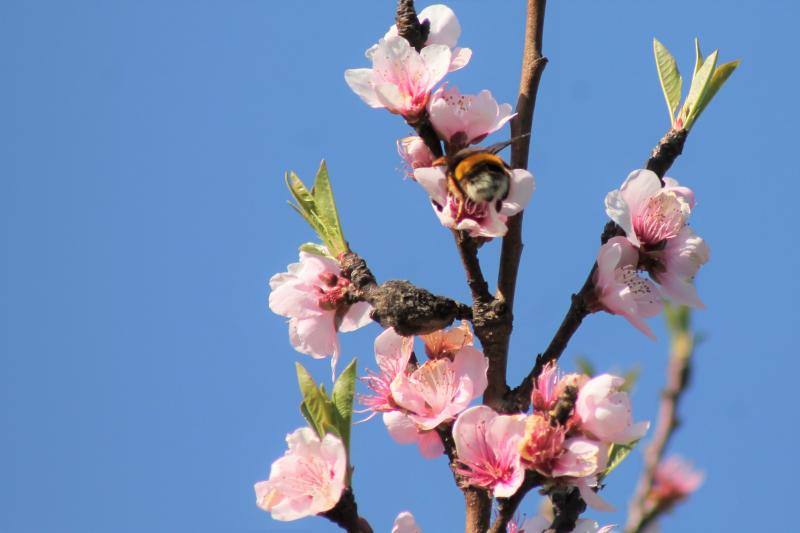 Las flores ya empienzan a adornar el paisaje asturiano con la llegada de la época primaveral.
