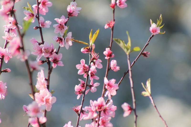 Las flores ya empienzan a adornar el paisaje asturiano con la llegada de la época primaveral.