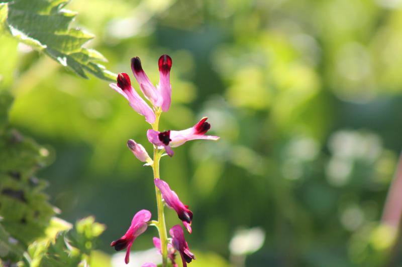 Las flores ya empienzan a adornar el paisaje asturiano con la llegada de la época primaveral.