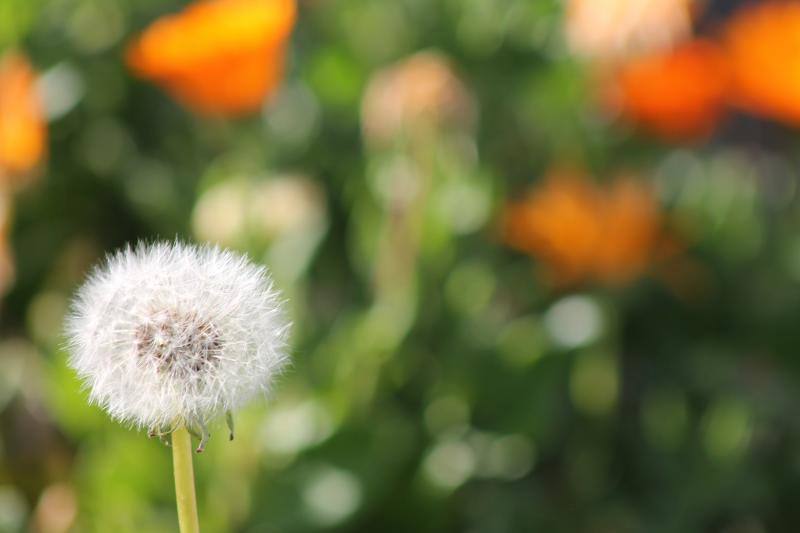 Las flores ya empienzan a adornar el paisaje asturiano con la llegada de la época primaveral.