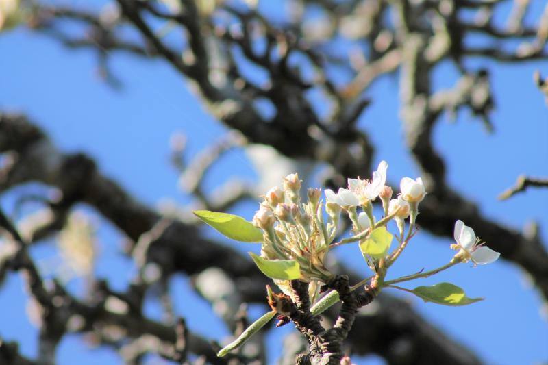 Las flores ya empienzan a adornar el paisaje asturiano con la llegada de la época primaveral.