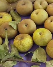 Imagen secundaria 2 - Frutas de calidad de León en su punto exacto para ser recolectado.