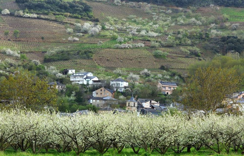 Leonoticias recorre la provincia para descubrir lo que esconden los productos de León avalados con un sello de calidad, en la primera parada conocemos la manzana reineta, la pera conferencia, la castaña, la cereza, el pimiento asado y, como no, el emblema culinario de la comarca bercina