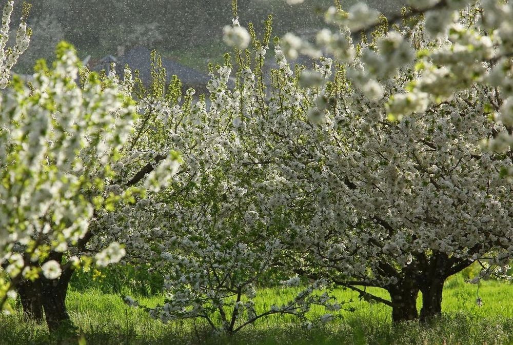 Leonoticias recorre la provincia para descubrir lo que esconden los productos de León avalados con un sello de calidad, en la primera parada conocemos la manzana reineta, la pera conferencia, la castaña, la cereza, el pimiento asado y, como no, el emblema culinario de la comarca bercina