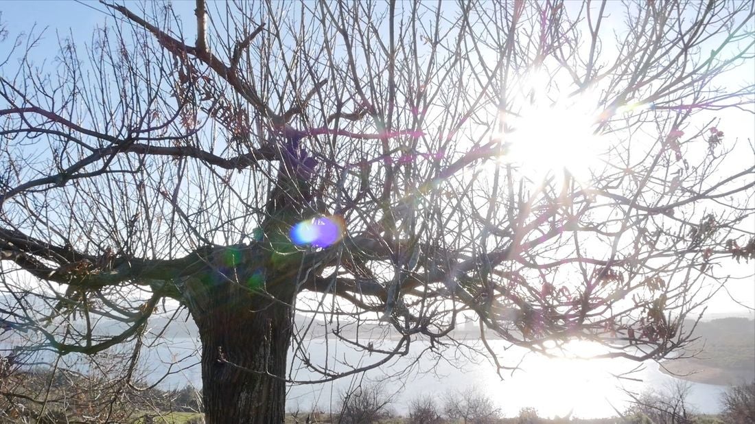 Leonoticias recorre la provincia para descubrir lo que esconden los productos de León avalados con un sello de calidad, en la primera parada conocemos la manzana reineta, la pera conferencia, la castaña, la cereza, el pimiento asado y, como no, el emblema culinario de la comarca bercina