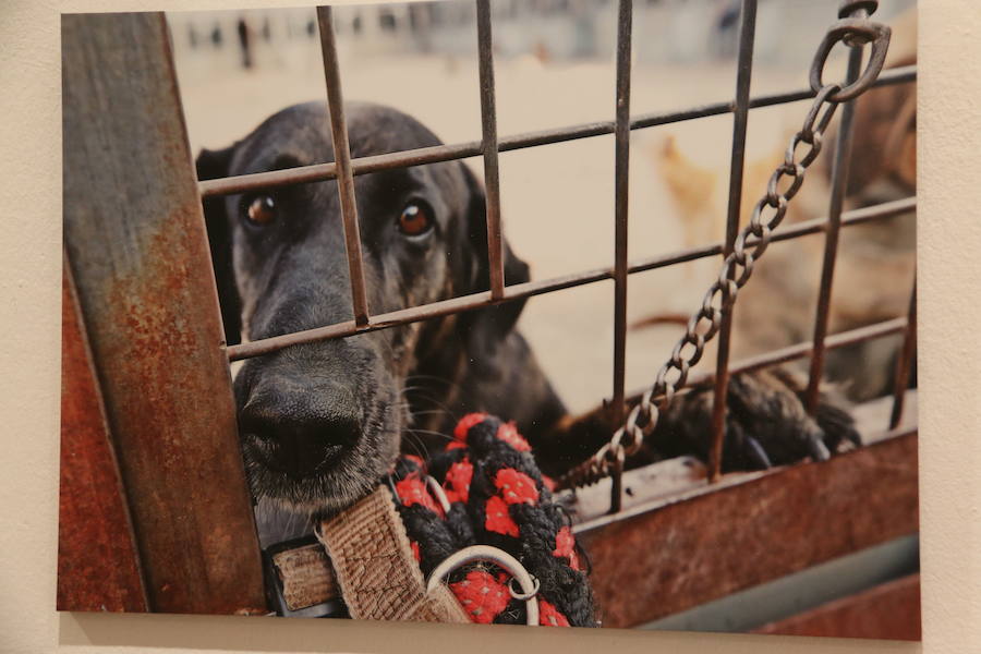 Inauguración de la exposición 'León Press Photo 2018'. En la imagen, intervención del comisario de la exposición, Saúl R. Arén