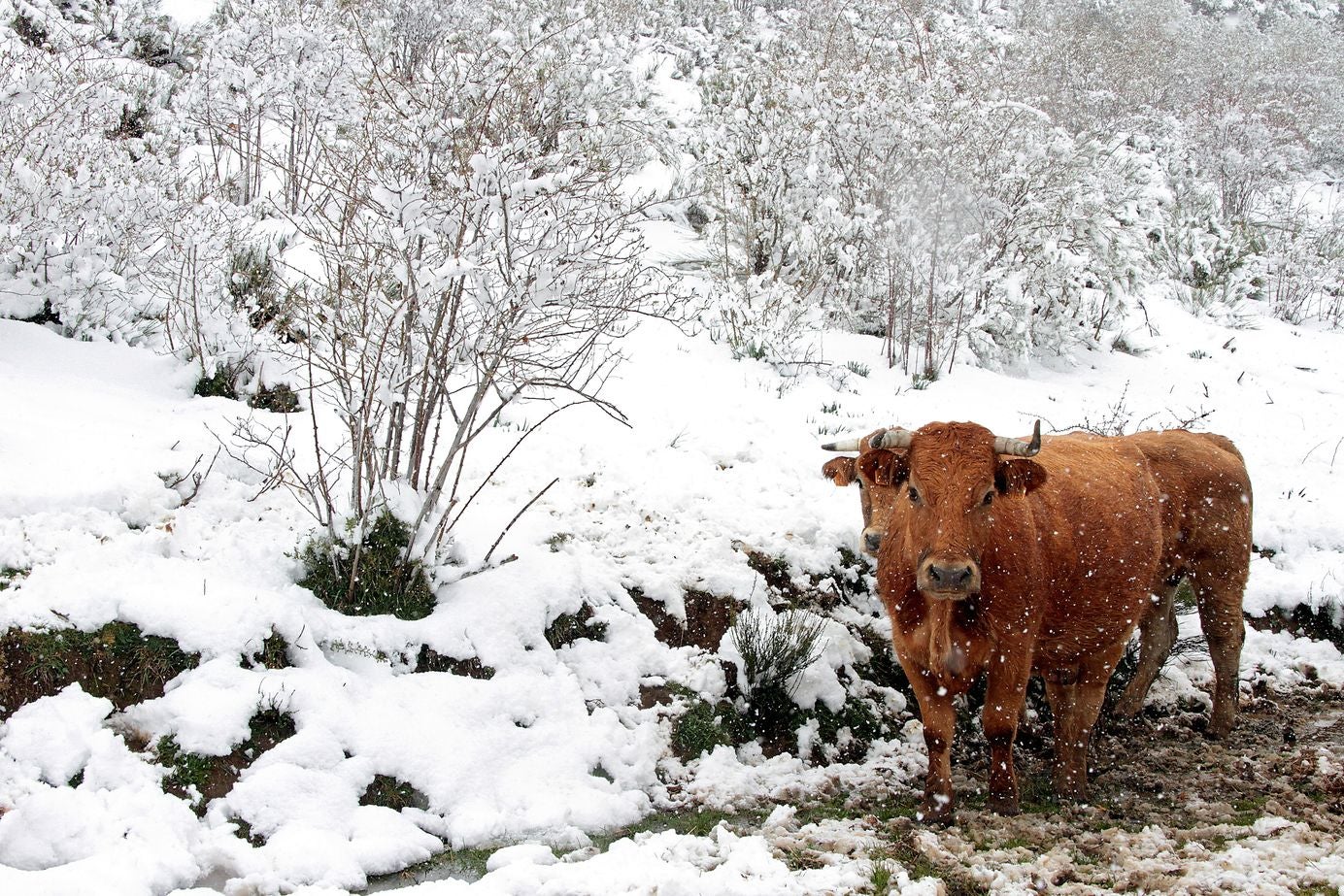 Fotos: La nieve regresa a la provincia