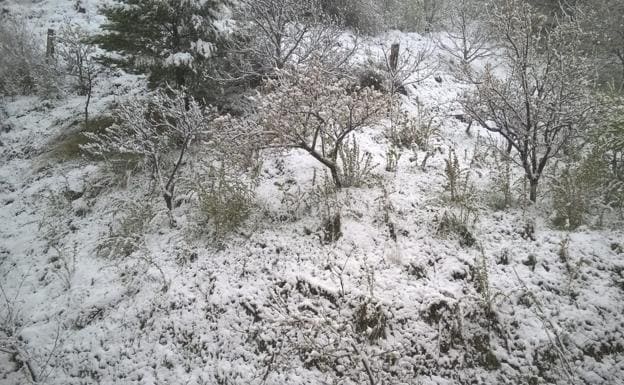 Galería. Nieve en Ciñera.