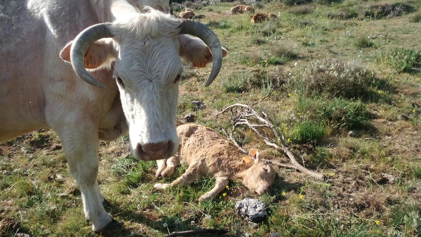 Fotos: Aumentan los ataques de lobo en León