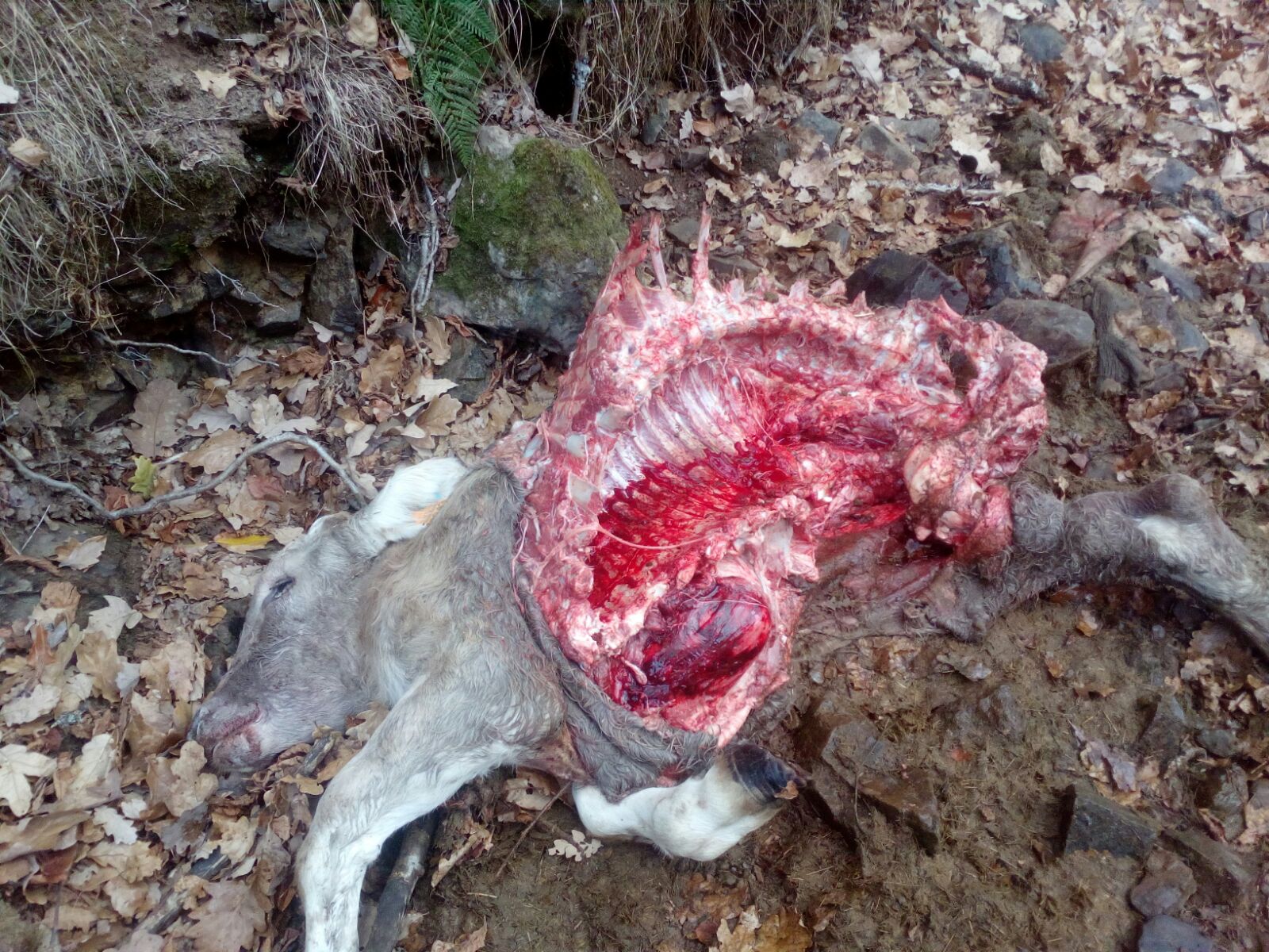 Fotos: Aumentan los ataques de lobo en León