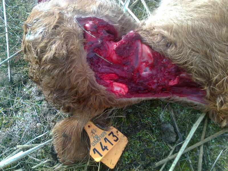 Fotos: Aumentan los ataques de lobo en León