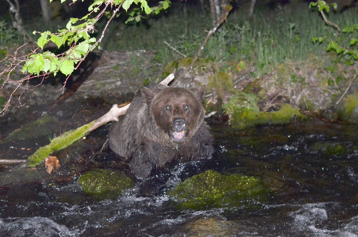 Fotos: Un oso pardo atrapado en Palacios del Sil