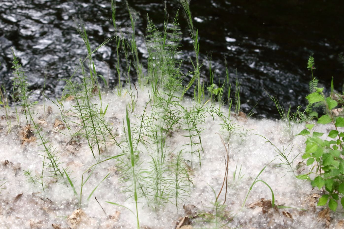 Las 'pelusas algodonosas' llenan el aire a lo largo de los últimos días y el fenómeno se extenderá | Se trata de un fenómeno típico entre mayo y junio y estas pelusas blancas que parecen algodón, que muchos confunden con polen, no provocan alergia y son semillas