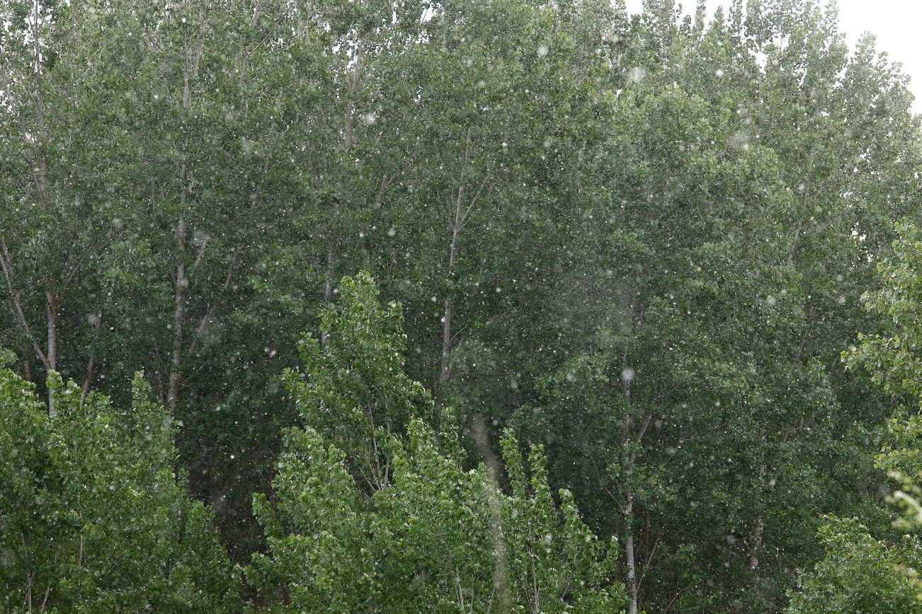 Las 'pelusas algodonosas' llenan el aire a lo largo de los últimos días y el fenómeno se extenderá | Se trata de un fenómeno típico entre mayo y junio y estas pelusas blancas que parecen algodón, que muchos confunden con polen, no provocan alergia y son semillas