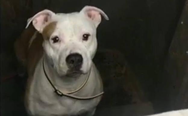 Imagen del perro en el interior del contenedor. 