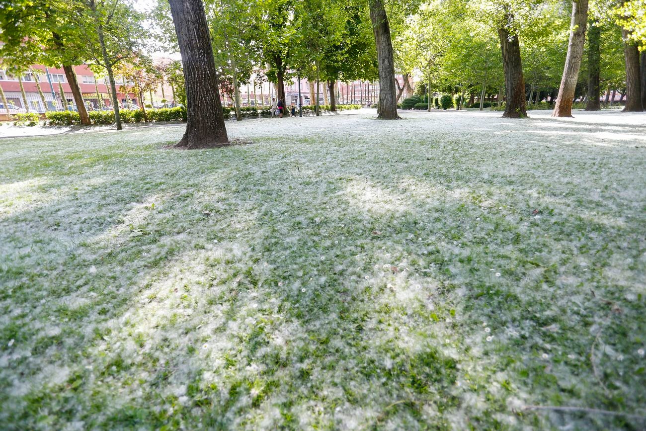 ¿Nieva en León? No, son 'pelusas algodonosas' que llenan el aire en la capital a lo largo de los últimos días | Se trata de un fenómeno típico entre mayo y junio y estas pelusas blancas que parecen algodón, que muchos confunden con polen, no provocan alergia y son semillas