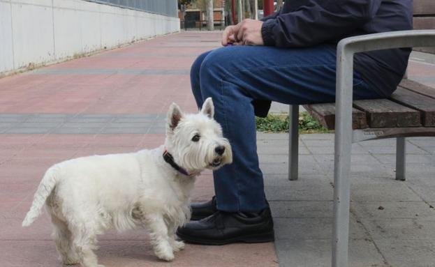 West Higland Terrier, de igual raza que 'Cachas', objeto del pleito por la custodia.