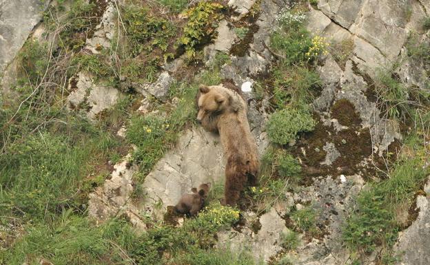 Una hembra de oso pardo con su osezno. 