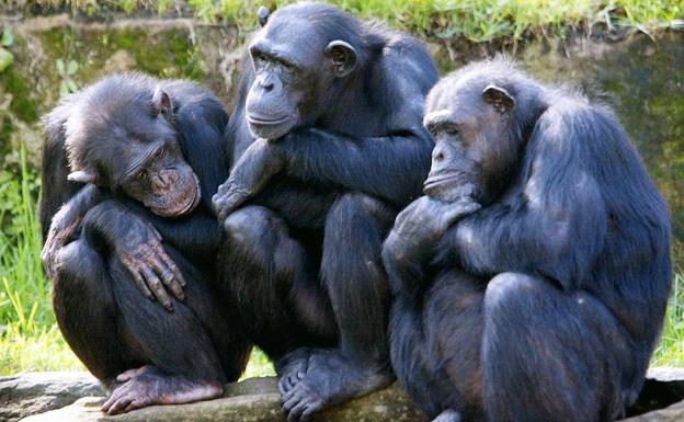 Los chimpancés tienen una capacidad retentiva «superior» a la humana