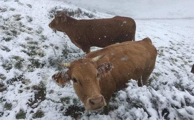 Dos reses pastando este martes en Remoña, en el Valle de Valdeón. 