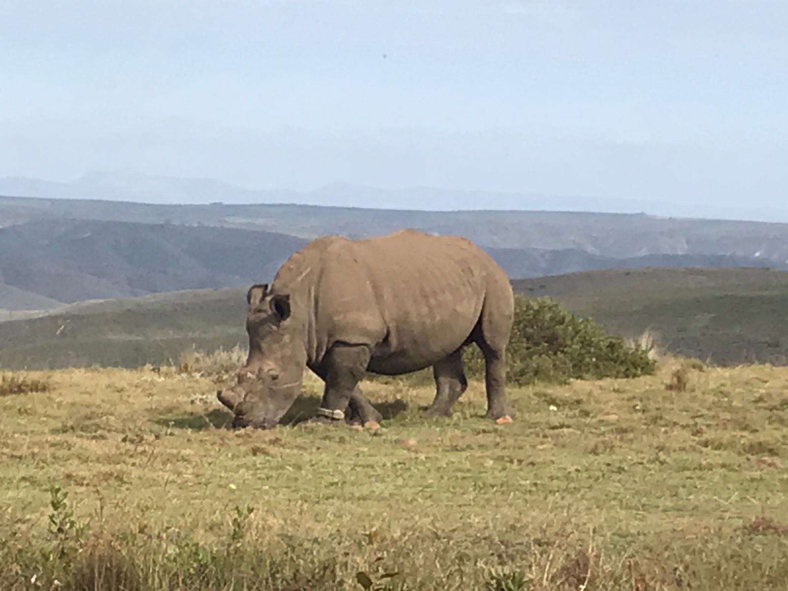 La firma leonesa 'Surma Expediciones' y 'Olas y Nieve' impulsa un gran viaje a Sudáfrica desde León con la compañia de Kike Calleja | Once días recorriendo Sudáfrica, con salida el 4 de octubre, y con un programa que incluye un especial 'ruta Gondwana' por esta reserva privada o buceo con el tiburón blanco