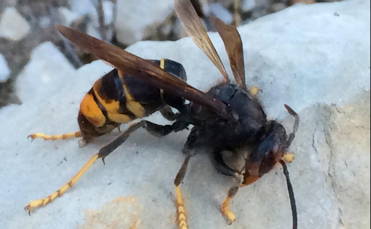 Cerco al avispón asiático en Castilla y León.