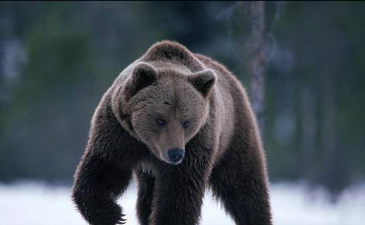 Sobrevive tras permanecer un mes retenido por un oso: «Me guardó como comida para el futuro»