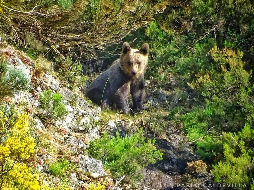 Fotos: Los vecinos más peludos de Portilla de la Reina