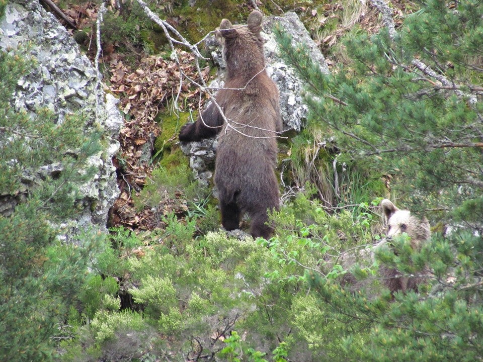 Fotos: Los vecinos más peludos de Portilla de la Reina