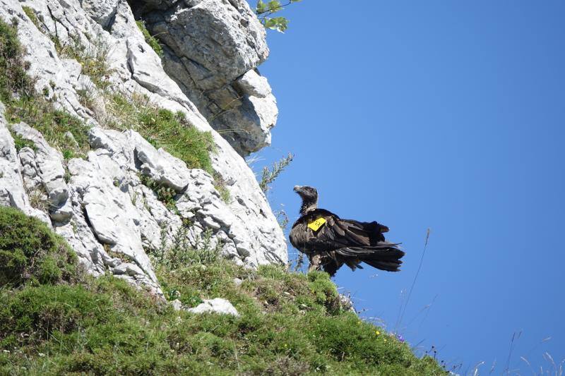 Fotos: Huego ya vuela en Picos de Europa