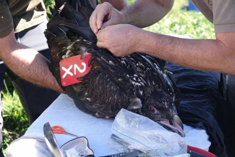 Fotos: Huego ya vuela en Picos de Europa