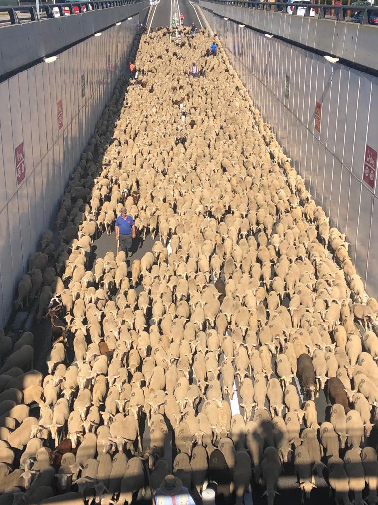 Fotos: Paso de 1.500 ovejas por León capital