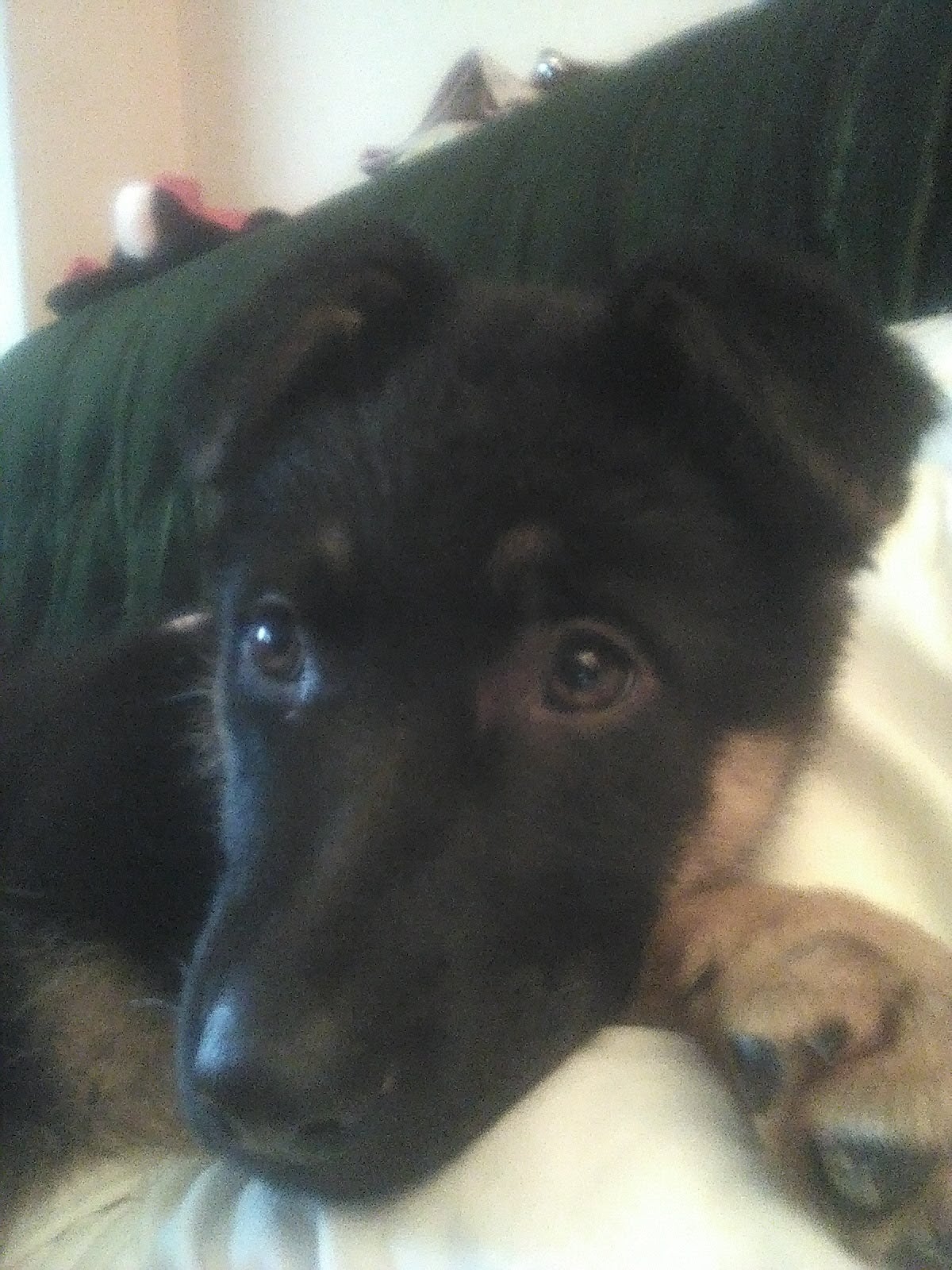 Fotos: Denuncian el robo de sus perros tras una queja vecinal