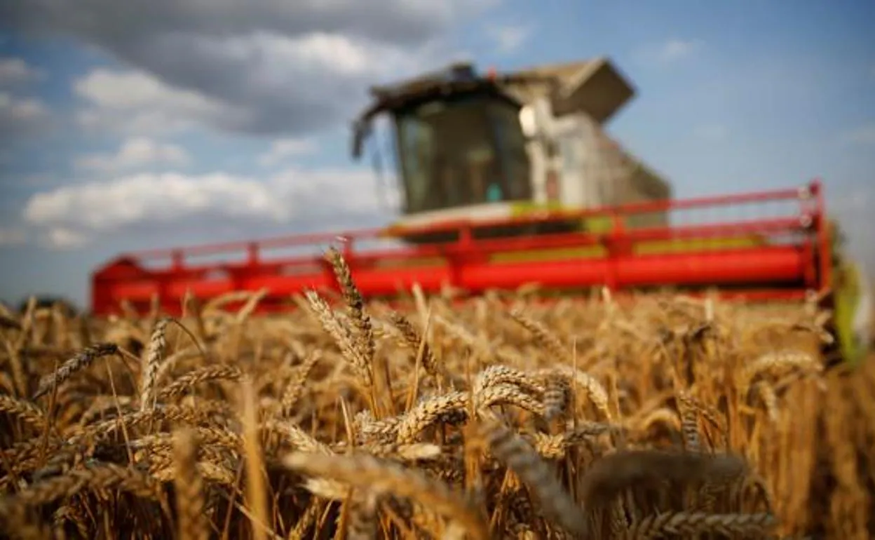 El rendimiento de trigo en secano caerá un 40% pero las lluvias garantizan un desarrollo estable en los regadíos