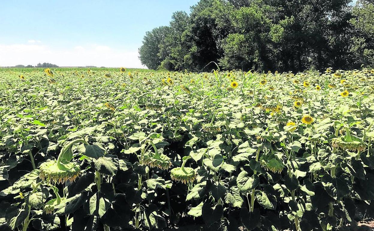 Tierra de girasol junto al Duero en el término de Pollos, Valladolid. 