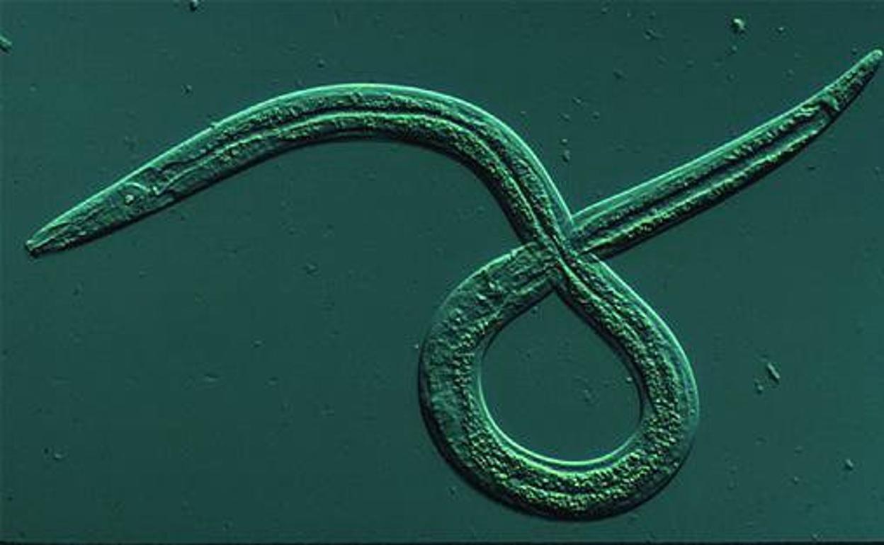 Gusano nematodo del pino.