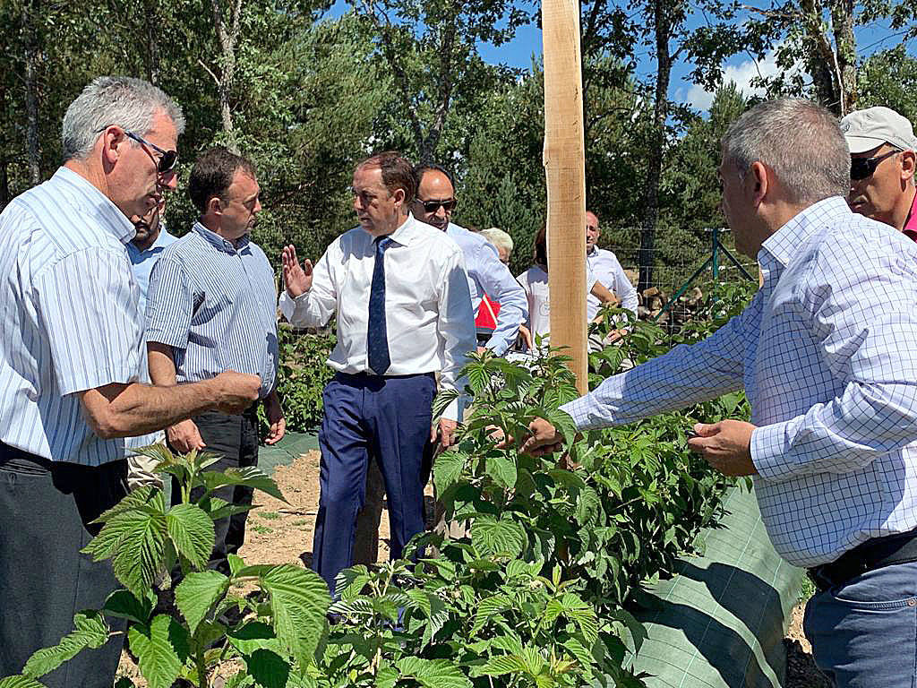 La Diputación de Soria prevé ampliar a otros lugares el proyecto de frutos rojos del bosque de la localidad de El Royo