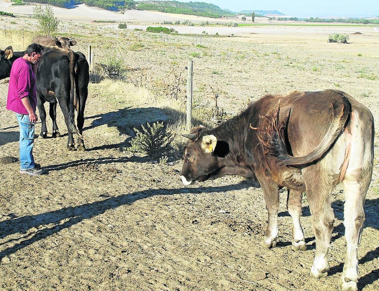 Animales de una de las granjas ecológicas de Castilla y León. 