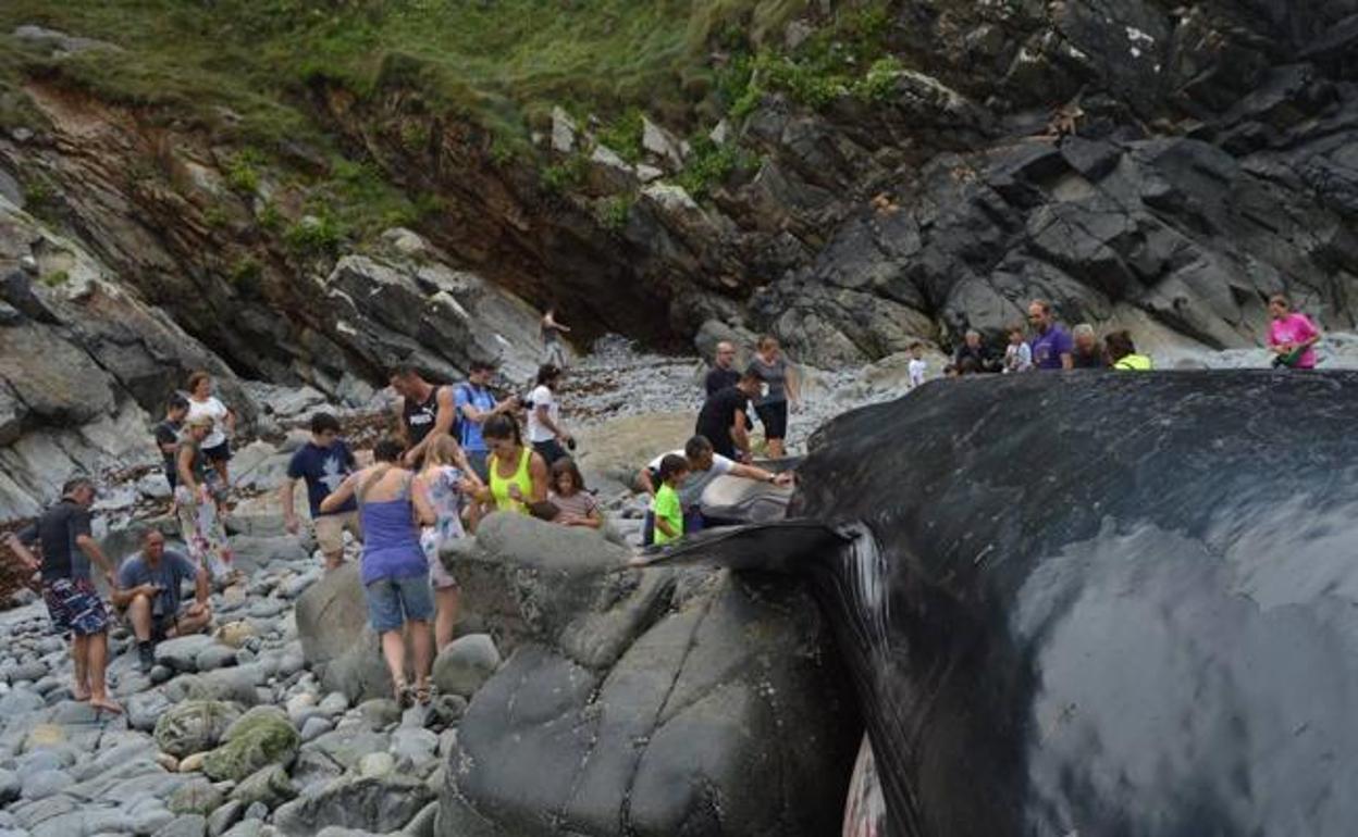 La ballena varada en la cala de Figo de Tapia de Casariego.