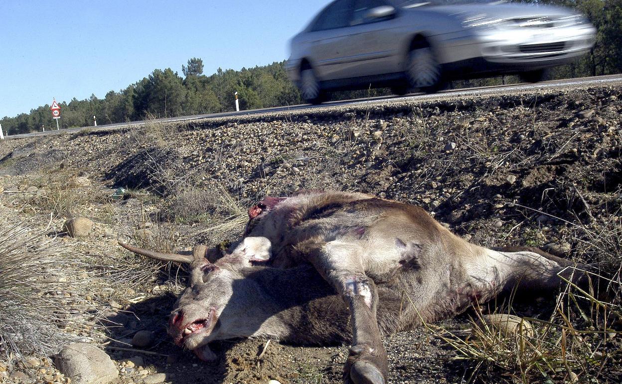 Restos de un ciervo muerto por atropello en Soria.