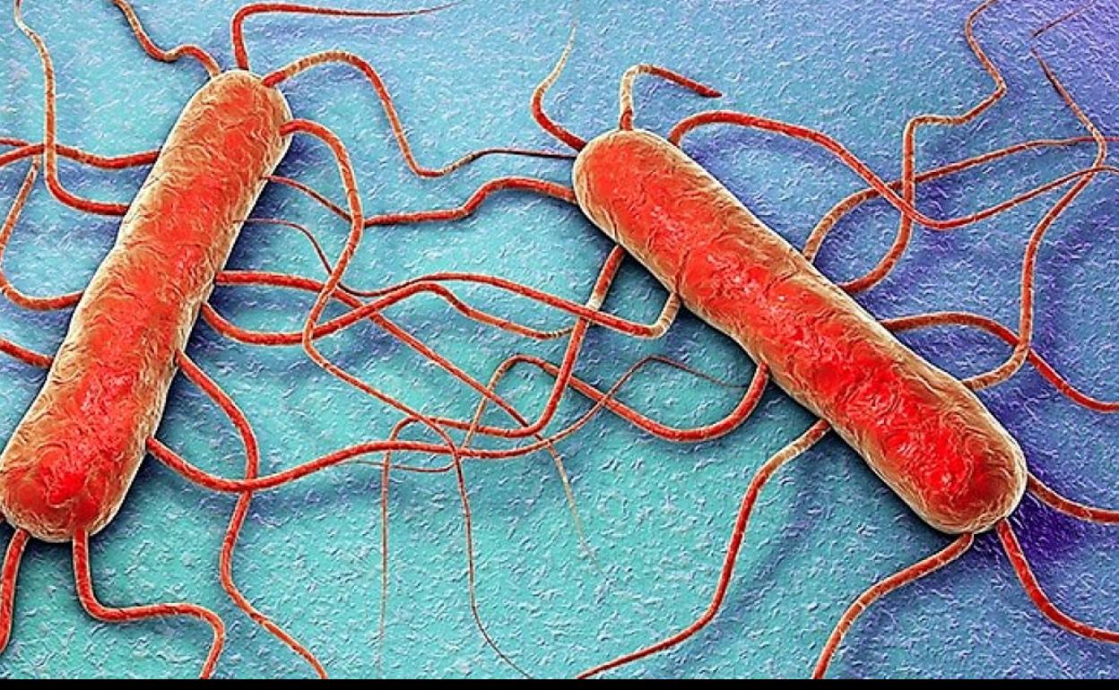Bacteria de la listeria.