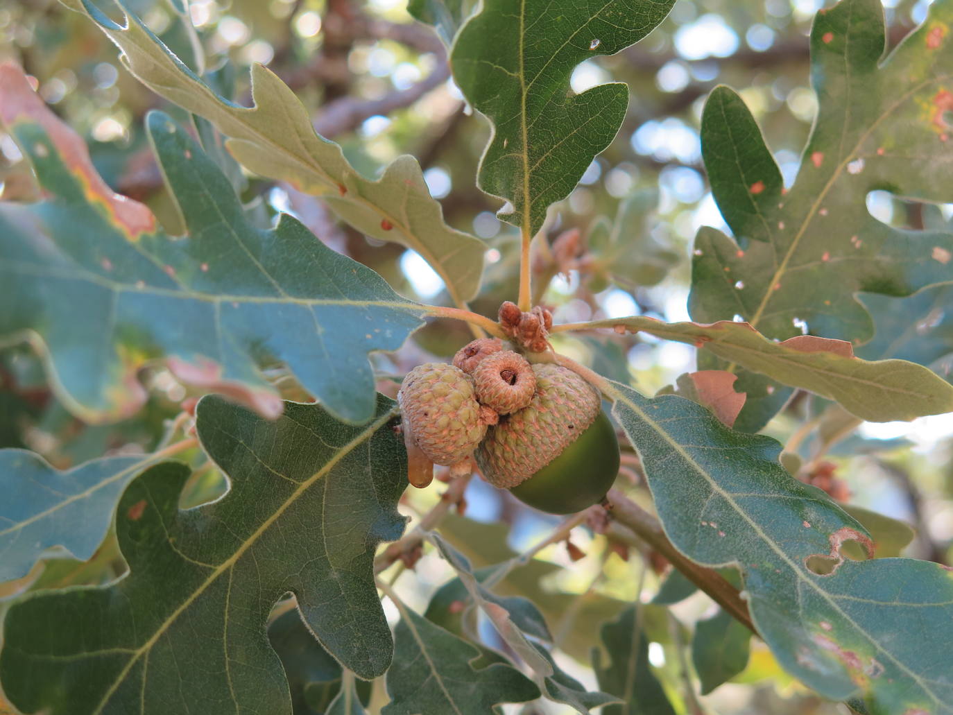 Fotos: La Tebaida Berciana respira de nuevo