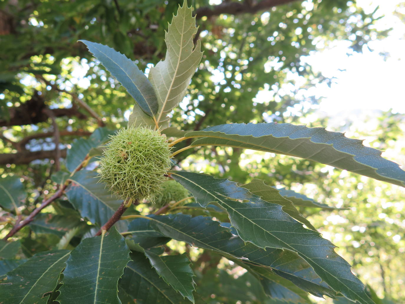 Fotos: La Tebaida Berciana respira de nuevo