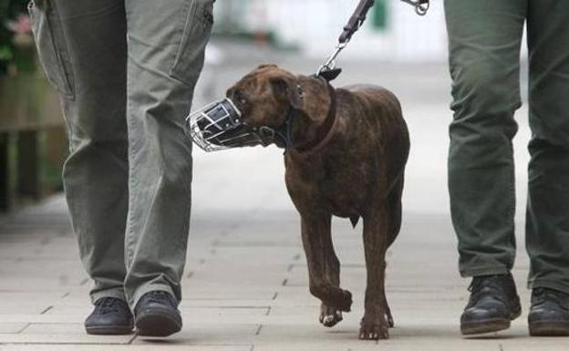 Un perro pasea con bozal. 