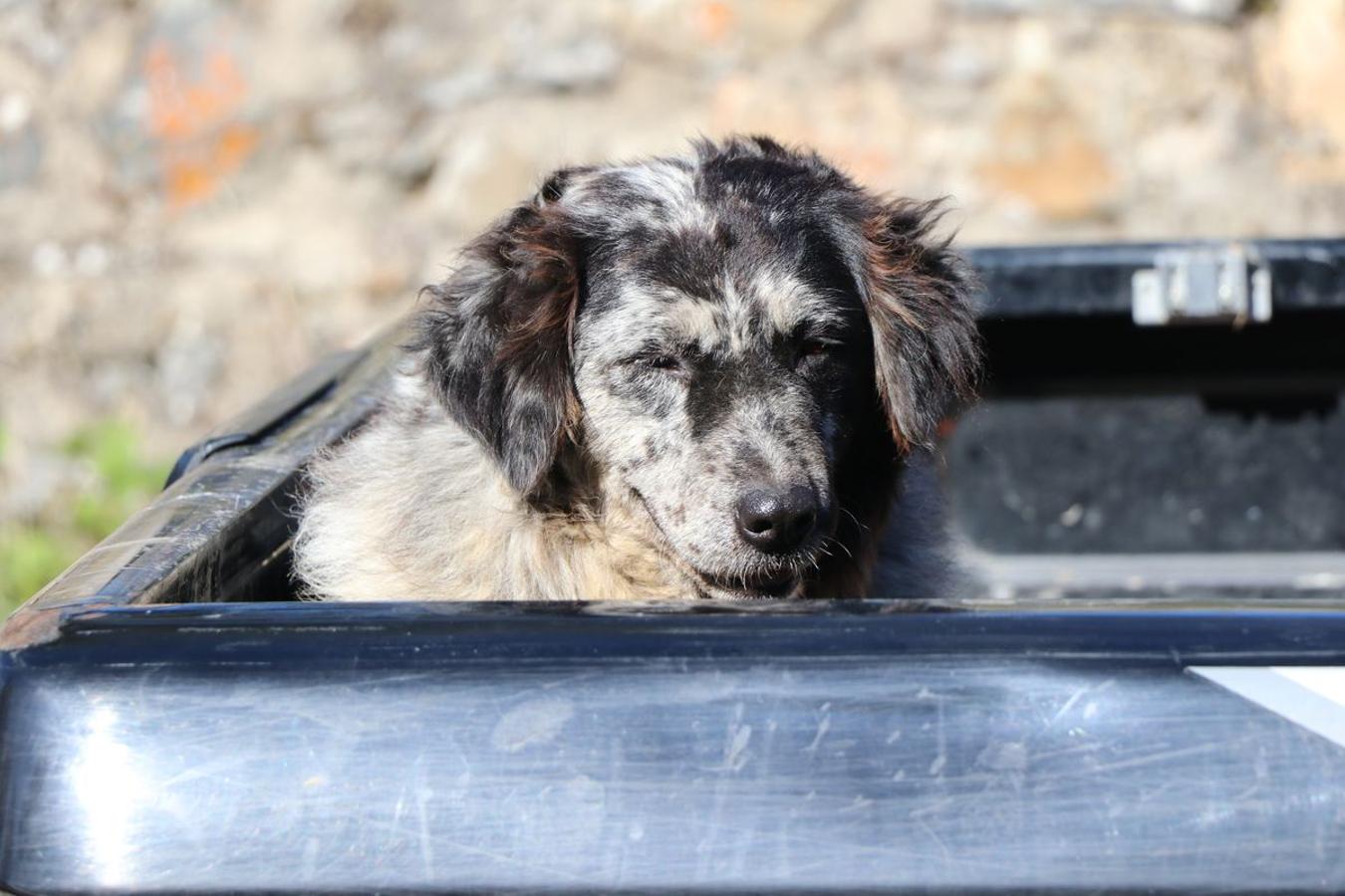 Fotos: Feria tradicional del Cristo de Lugueros 2019
