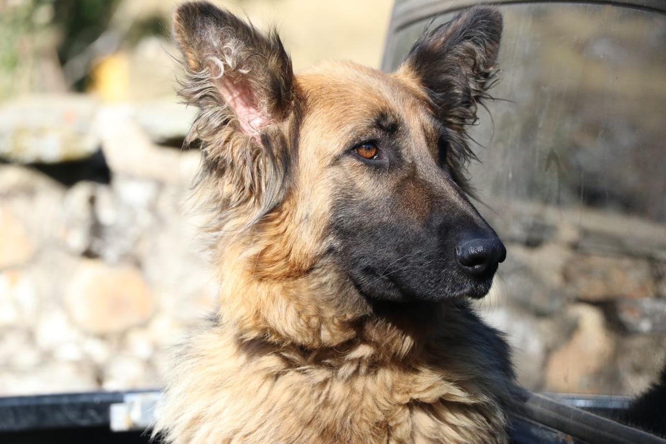 Fotos: Feria tradicional del Cristo de Lugueros 2019