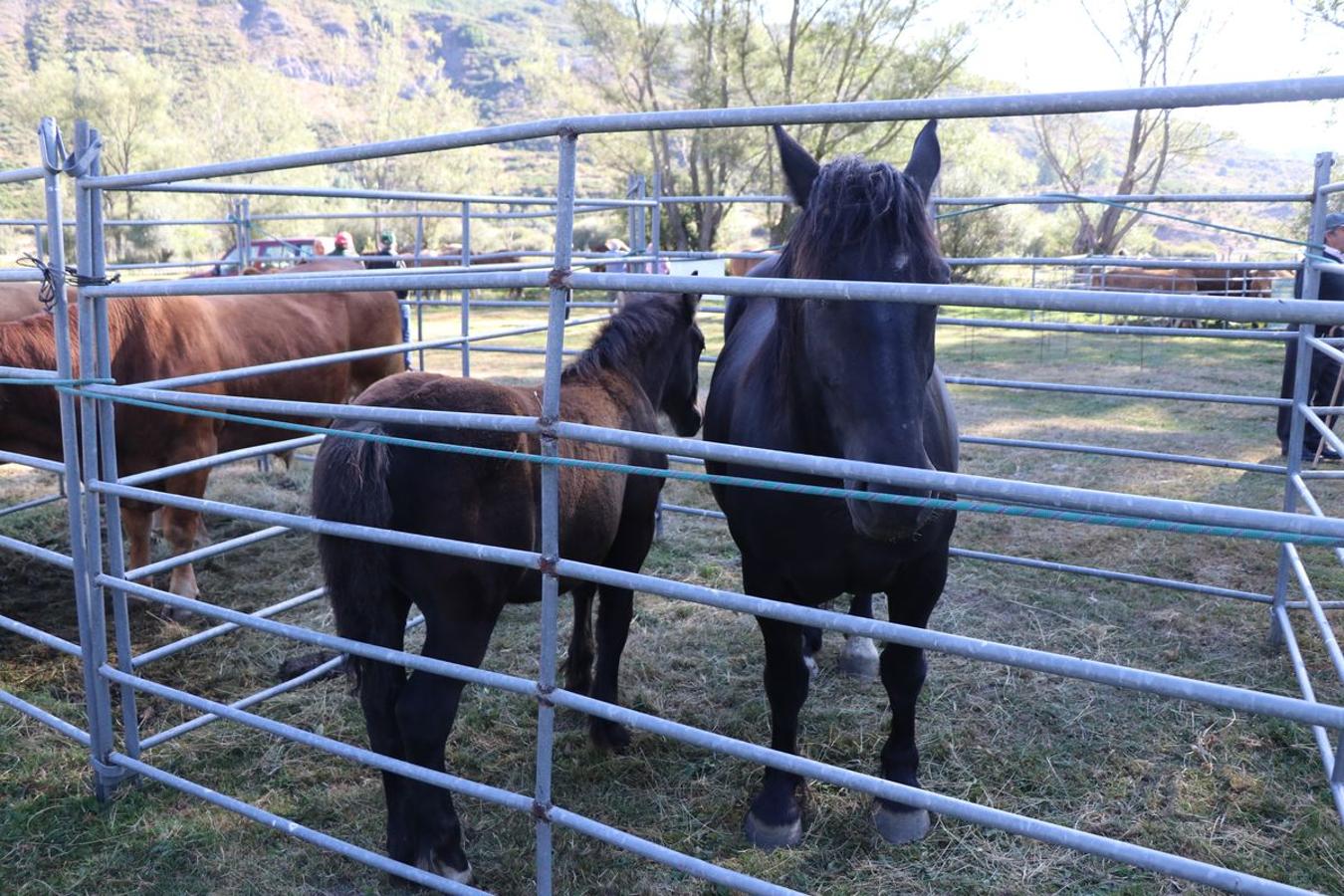 Fotos: Feria tradicional del Cristo de Lugueros 2019